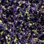 Malva sylvestris – Image 2